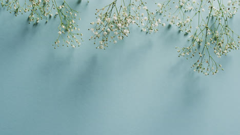 video of multiple white flowers and copy space on blue background