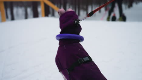 Greyhound dog in purple coat walking through snowy landscape on leash, partially visible from side, focused ahead, surrounded by white snow with soft shadows and overcast light suggesting cold winter environment
