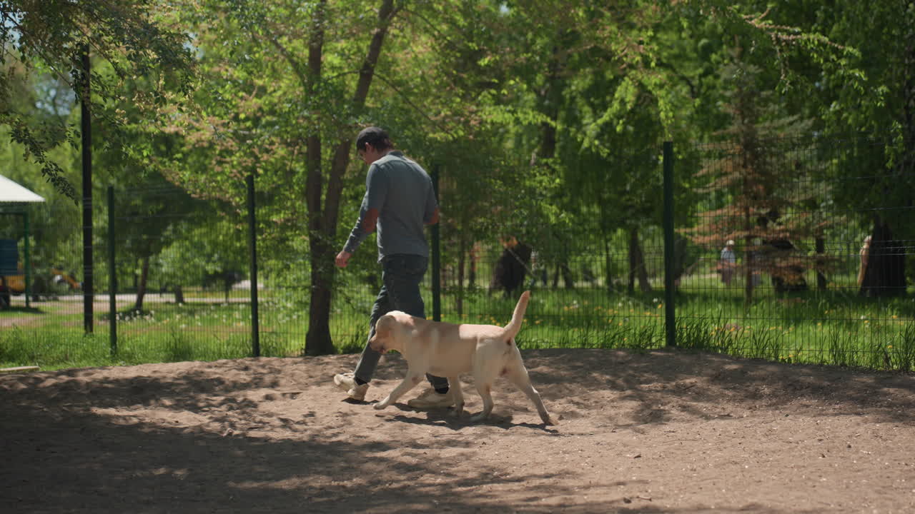 햇살이 비치는 공원 길에서 캐주얼한 복장의 주인이 테이크 아웃 컵을 들고 목줄을 잡은 래브라도를 데리고 산책하고 있어요. 훈련을 잘 받은 강아지는 주인의 발에 맞춰 걷고, 주변에는 푸른 나무와 벤치가 흩어져 있으며, 편안한 주말 운동 및 훈련 세션을 즐기고 있습니다.