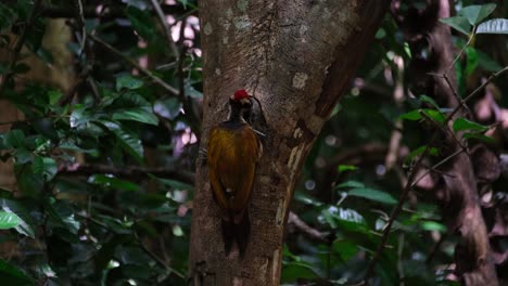 This-male-individual-moves-its-head-to-the-left-and-right-as-a-squirrel-approaches-to-warn-it-from-coming-closer,-Common-Flameback-Dinopium-javanense,-Male,-Thailand