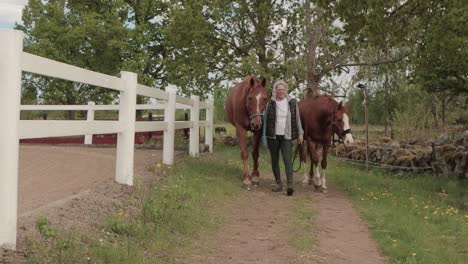 una dama que conduce a sus dos hermosos caballos suecos mestizos a lo largo de un camino hacia los establos después de un día de pastoreo en un campo, vimmerby, suecia