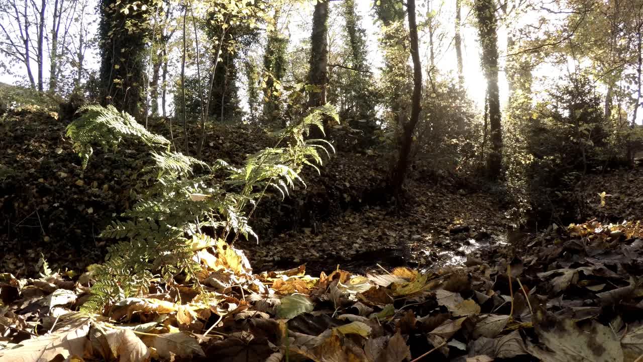 toma panorámica baja a la derecha a través de un bosque salvaje junto a un arroyo en otoño
