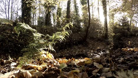 low panning right shot across wild overgrown woodland next to stream in fall