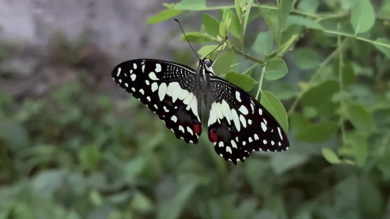 Primo piano di una farfalla con ali decorate che riposa su foglie verdi