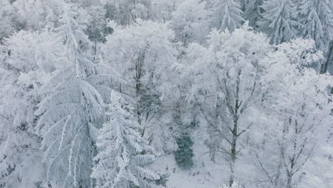 雪覆蓋的樹木的白色森林在冬季在瑞士沃德州的bois du jorat