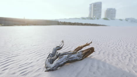 piece-of-an-old-root-is-lying-in-the-sand-of-the-beach