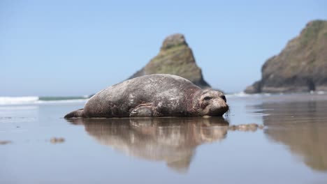 macho, foca del puerto del pacífico con cicatrices en la playa de oregón cerca de heceda