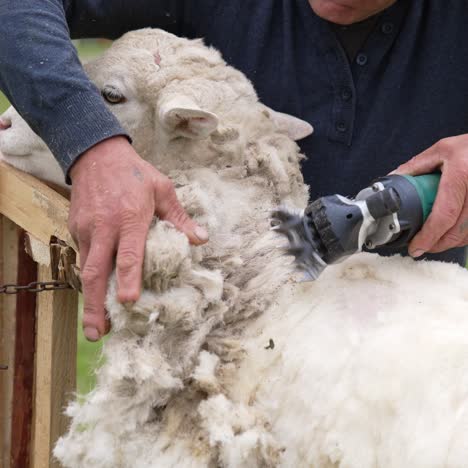 shearing sheep on farm. close up view of farmers shearing sheep on farm