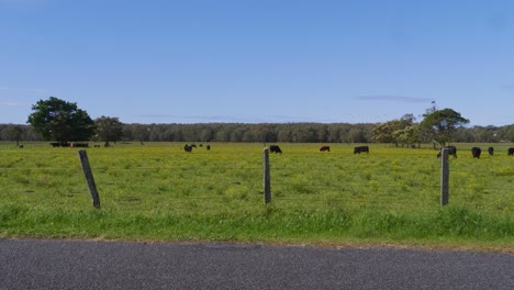 rebaño de ganado alimentándose en el pasto con pájaros volando - campo en crescent head, nsw, australia