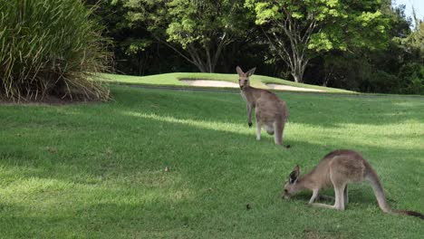 kangaroo moves and feeds in a serene park setting