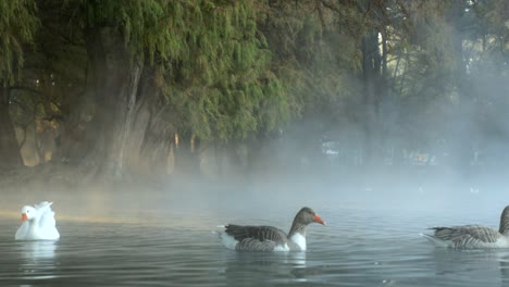 Algunos-Patos-Nadan-Entre-La-Niebla-Del-Lago-Camecuaro-Y-Los-Primeros-Rayos-Del-Sol-De-La-Mañana