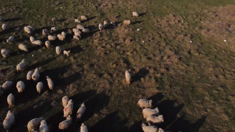 herd of sheeps running. aerial view