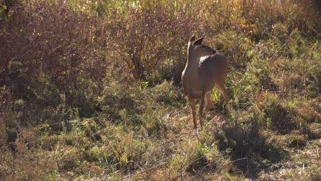 a female whitetail doe pleasantly grazing in a sunny meadow
