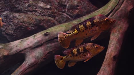 two pacu fish in an aquarium