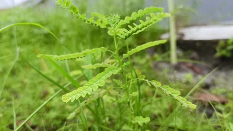 close up phyllanthus niruri plant