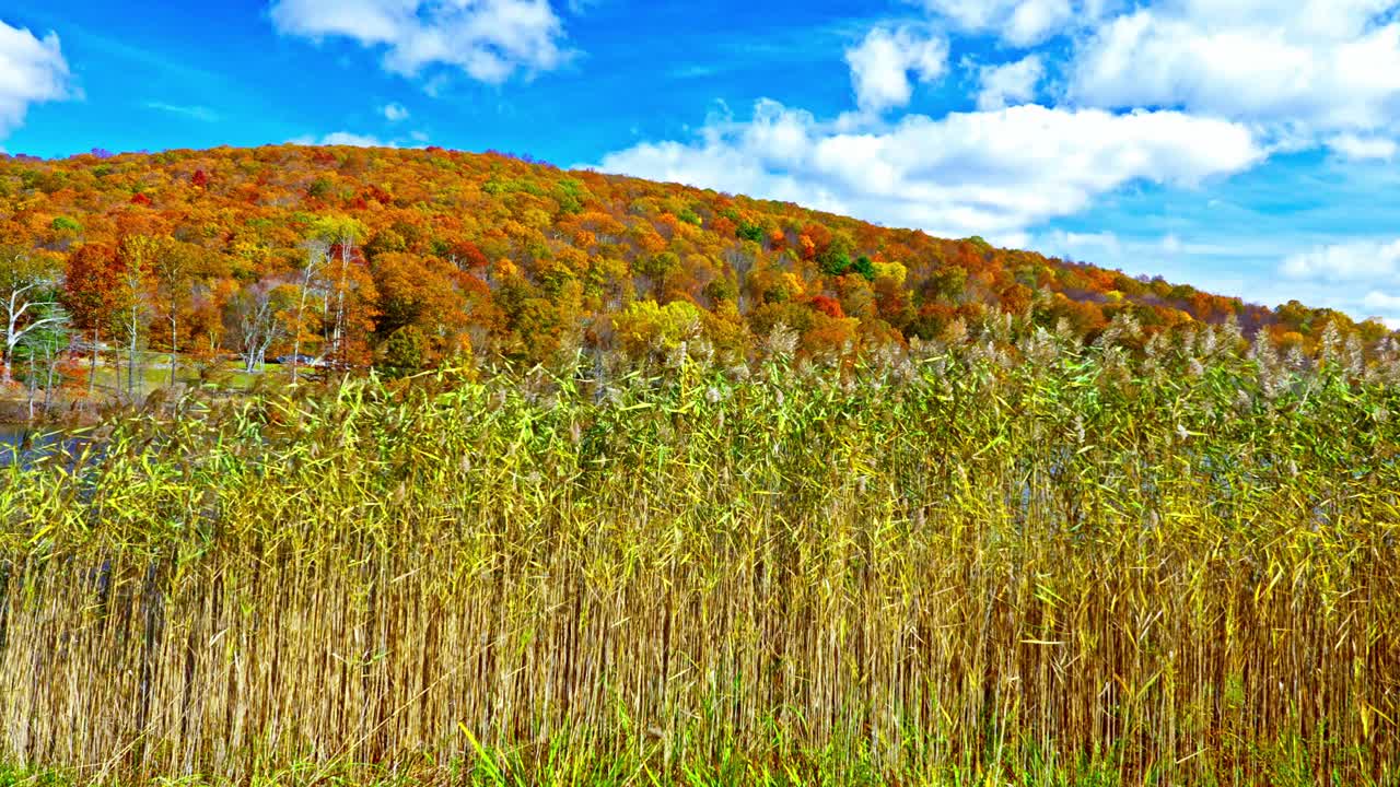 Lush green grass stands tall by a calm lake, surrounded by trees displaying bright autumn colors. A clear blue sky enhances the beautiful scenery of this tranquil location