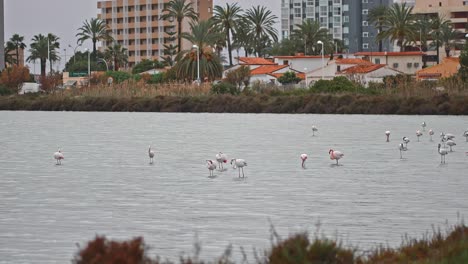 Group-of-flamingos-in-a-small-artificial-lake-in-the-city-center-in-autumn,-eating-and-walking-calmly