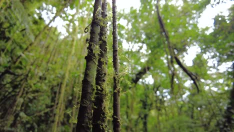 a close-up of a tree trunk, revealing its intricate patterns and textures up close