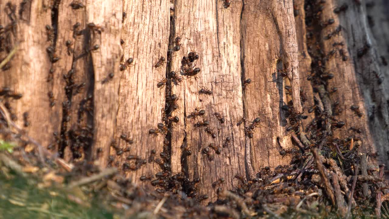 Formiche indaffarate che camminano velocemente su un ceppo d'albero morto