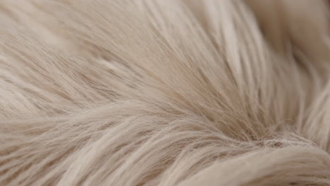 close-up of soft animal fur