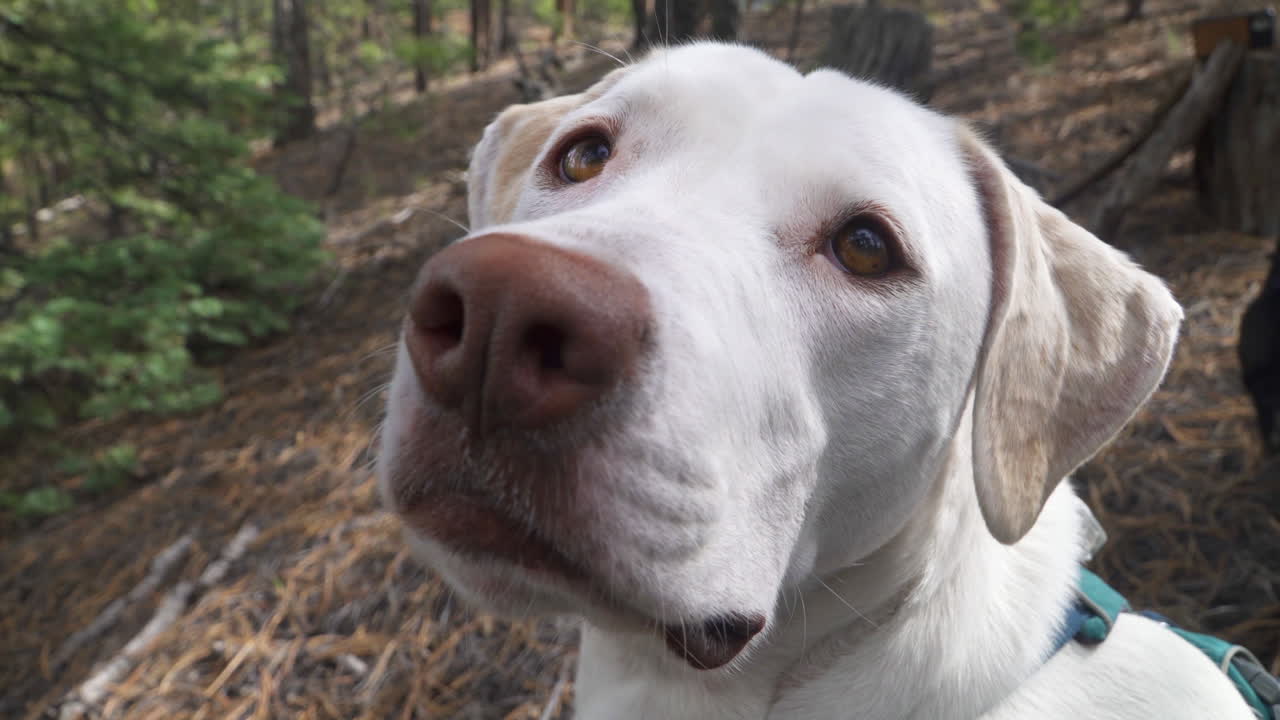 Closeup of white dog looking up, as a black puppy stumbles int he background