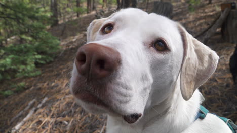 closeup of white dog looking up, as a black puppy stumbles int he background