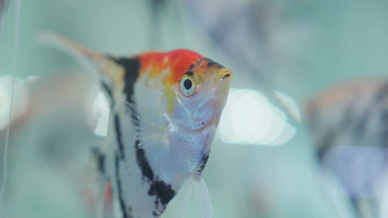 vista desde el exterior del acuario de vidrio que alberga peces ángel de agua dulce