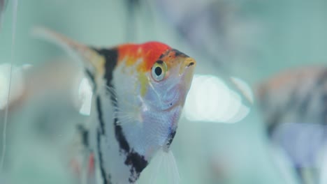 view from outside of glass aquarium that houses freshwater angelfish