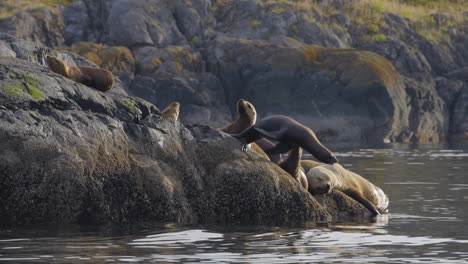 Seal-jumping-into-water-slow-motion