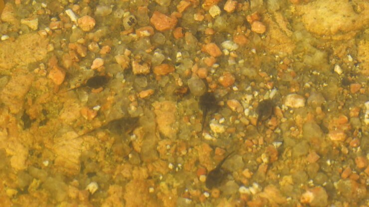 Static video of toad tadpoles in the vernal pools at the top of Enchanted Rock in Texas