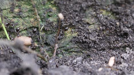 black ants carrying pupae to protect them after nest was disturbed