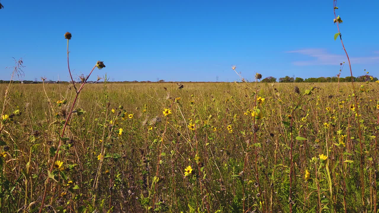 un amplio tiro de un campo de hierba con girasoles y un cielo azul por encima