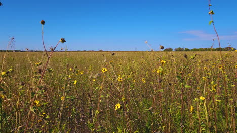 a wide shot of a grassy field with sunflowers and a blue sky overhead