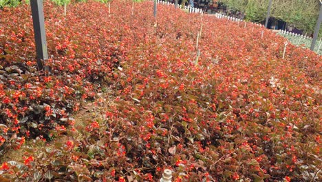 the beautiful flowers and grass beds of cameron highlands malaysia