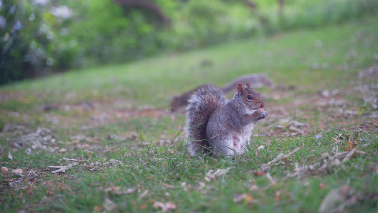 Handheld static shot of eastern gray squirrel eating in the grass underneath a tree in Sheffield Botanical Gardens, England