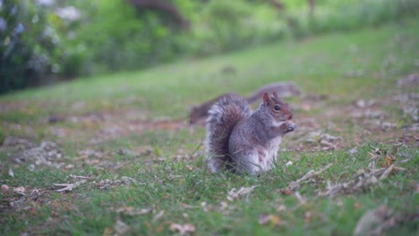 handheld static shot of eastern gray squirrel eating in the grass underneath a tree in sheffield botanical gardens, england