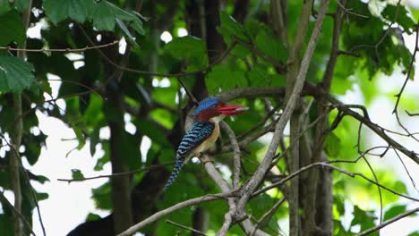 Seen-from-its-side-with-food-in-the-mouth-as-it-looks-up-and-around-while-moving-its-crest,-Banded-Kingfisher-Lacedo-pulchella,-Thailand