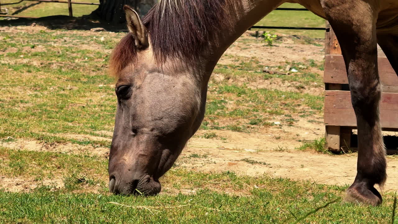 Horse grazing on grass in sunny field. A brown horse with a flowing mane grazes peacefully on green grass in a sunny field surrounded by a wooden fence