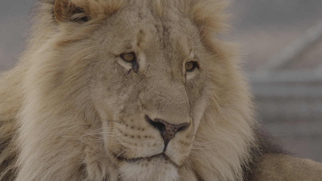 león girando la cabeza en cámara lenta