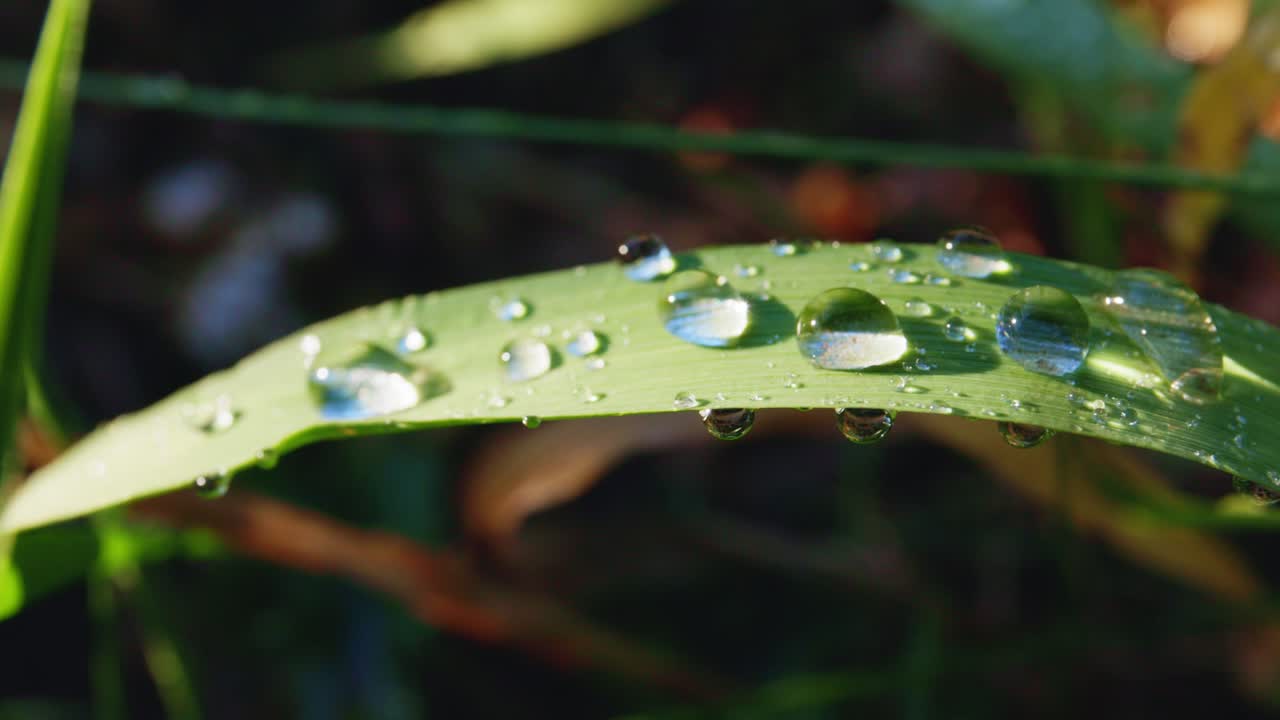 Dew Drops on a Grass Leaf