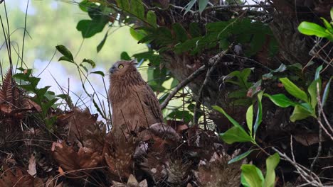 Blick-Nach-Oben-Und-Nach-Links,-Während-Die-Kamera-Herauszoomt-Und-Nach-Links-Gleitet,-Buffy-Fish-Eule-Ketupa-Ketupu,-Jungtier,-Thailand