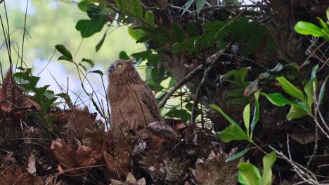 mirando hacia arriba mirando hacia la izquierda mientras la cámara hace zoom hacia afuera deslizándose hacia la izquierda, buffy fish-owl ketupa ketupu, juvenil, tailandia