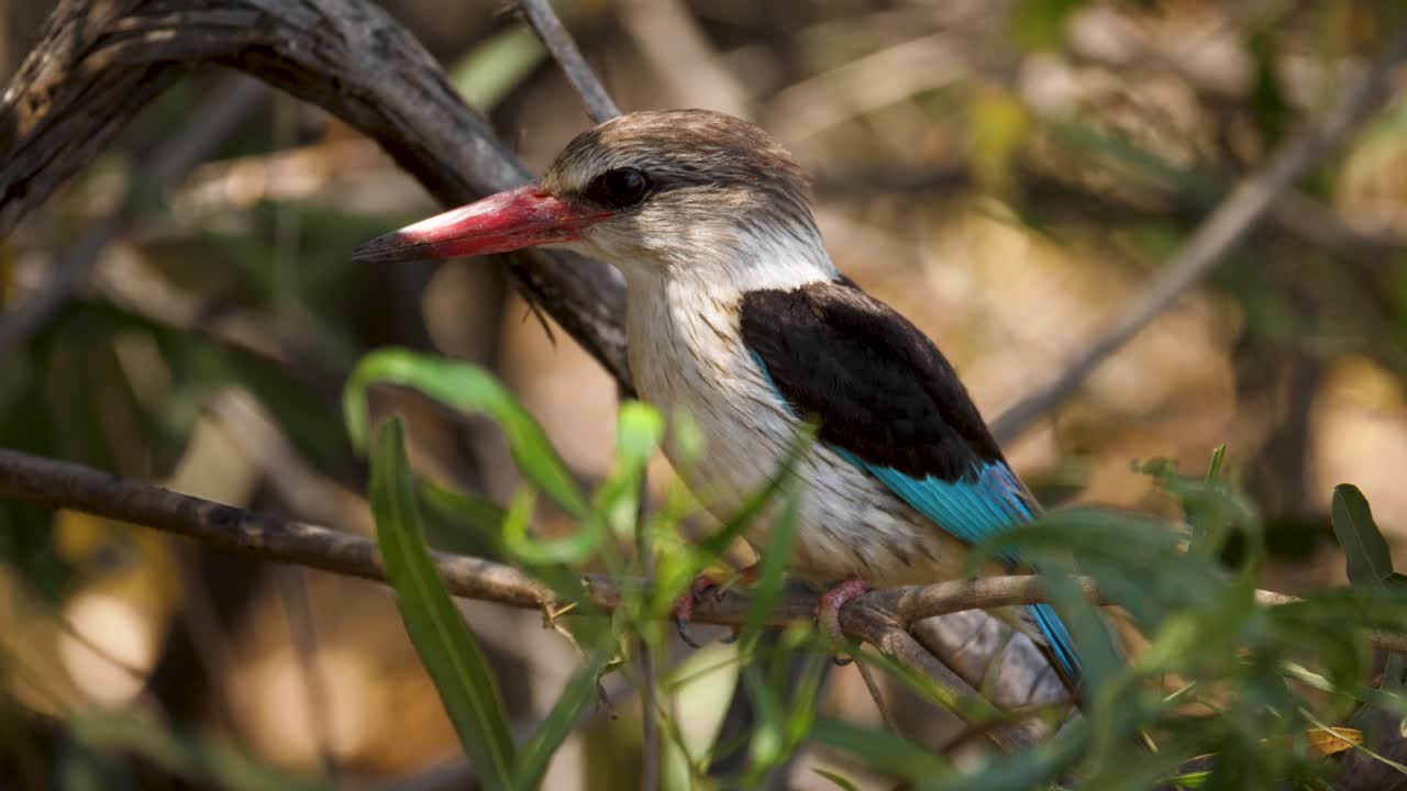 el pescador de capucha marrón con pico rojo y plumas de cabeza marrón se sienta en los arbustos y mira a su alrededor en busca de un pez presa