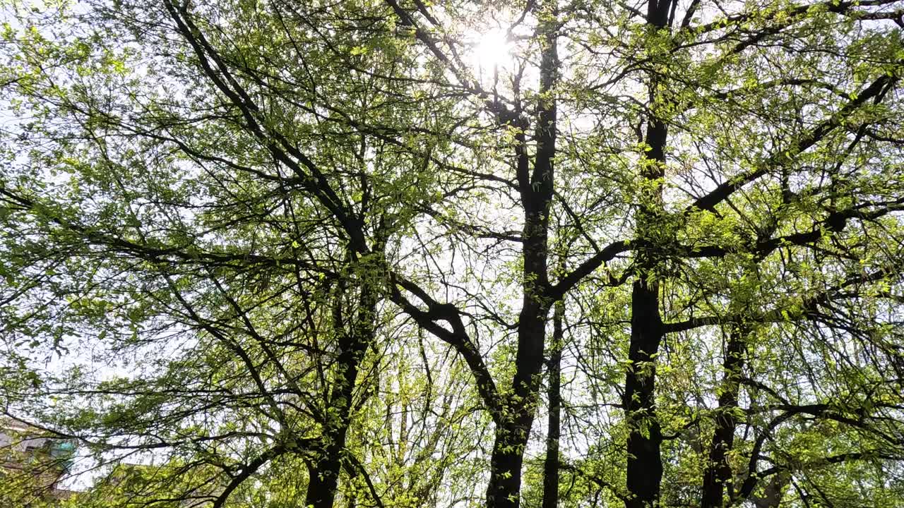 빛이 울창한 초록색 나무 잎을 통해 비추고