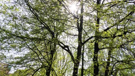la luz del sol brillando a través de las hojas verdes de los árboles