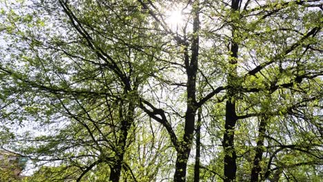 sunlight shining through lush green tree leaves