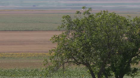 Ein-Einzelner-Baum-In-Einem-Feld-Mit-Goldenem,-Reifem-Weizen,-Der-Sich-In-Einer-Leichten-Brise-Bewegt