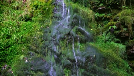 Ein-Kleiner-Bach-Fällt-über-Eine-Bemooste-Klippe-In-Einen-Schattigen-Wald