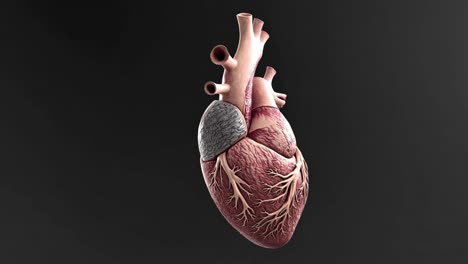 3d model of a human heart