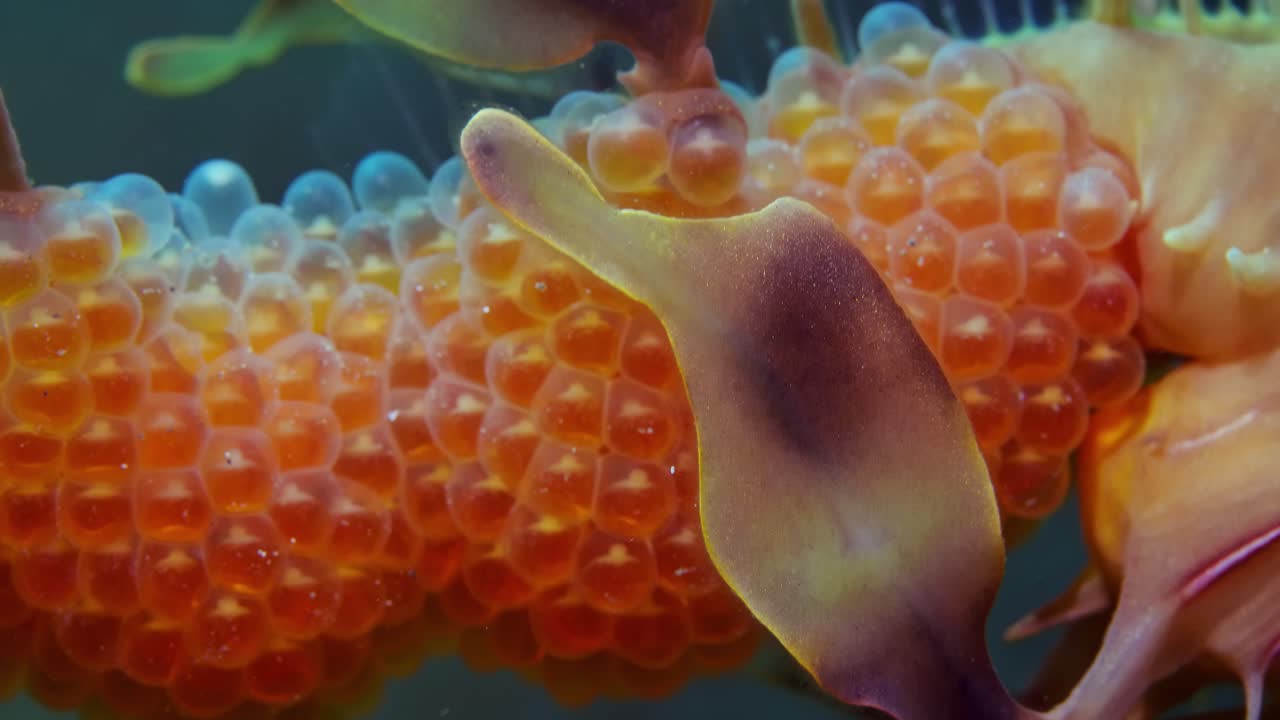 dragón de mar frondoso con huevos 4k cámara lenta sur de australia